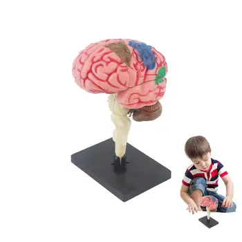 Ľudské Telo Model Hračky, Interaktívne Ľudského Tela, Anatómia Ľudského Mozgu, Oka Model Pre Biológie Vyučovanie Experimentálne Zariadenia Nástroj